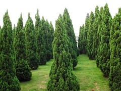 青州綠化苗木 選購優質綠化苗木，首選聚寶花卉苗木