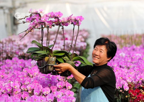 美麗經濟綻放 年宵花市場再升溫，花卉種植迎新春