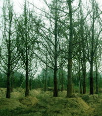 苗木供應(yīng)信息 - 中國花木資訊網(wǎng) | 園林苗木報價、供求信息與花木行情分析