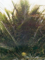 廣州市綠化公司白云苗圃 花卉種植與產(chǎn)品展示