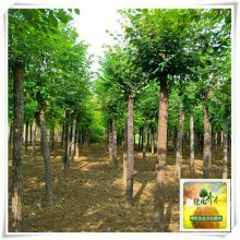 圓冠榆樹苗 博野縣金澤苗圃場的主打產(chǎn)品與產(chǎn)地介紹