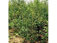 吳中區東山石井灣苗木場產品展示 花木蔥蘢，匠心培育