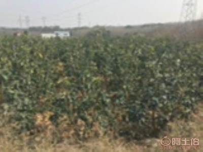 龍海市東泗興輝園藝場 優質香泡柚子苗木，量大價優，綠化佳選