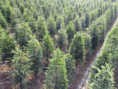 紅豆杉價格與高清細節圖鑒賞——東安縣恒信苗木種植農民專業合作社專業解析